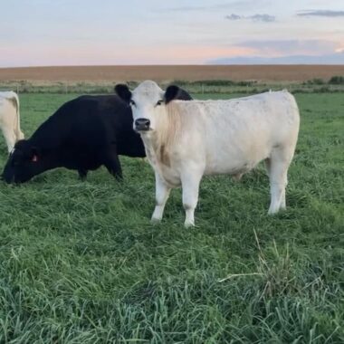 Minnesota Winthrop, New Ulm, Mankato, Hutchinson, Gaylord, Fairfax, Sleepy Eye, Nicollet Regenerative Sustainable Grass-Fed Beef